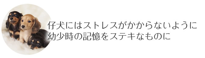 仔犬にはストレスがかからないように 幼少時の記憶をステキなものに